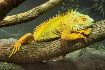 Prospect Park Zoo School Break Camps